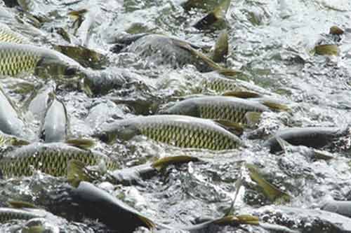 冬春季节放养鱼种需要注意哪些问题？