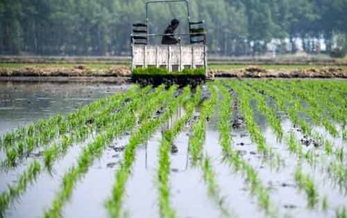 水稻插秧有哪些技术要求和注意事项？