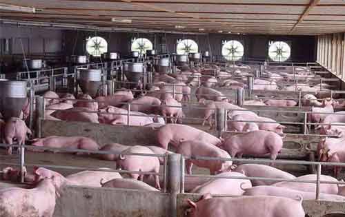 冬季猪舍适宜温度以及养殖管理要点