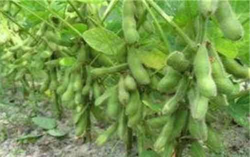 大豆种植过程中施肥有哪些要求