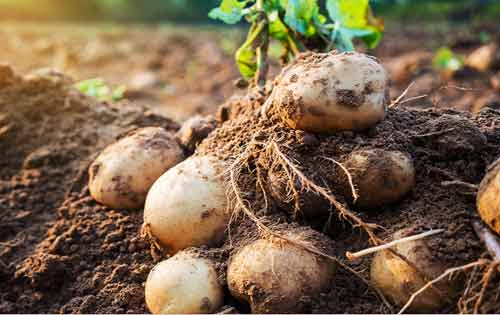 秋季土豆一般在什么时间种植？