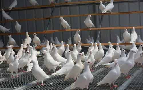 鸽子养殖以及引种前的准备工作