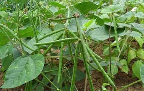 绿豆的种植时间和种植方法介绍