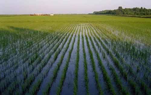 如何缩短水稻插秧后的缓苗期