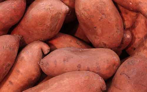 红薯如何贮藏才能够防止腐烂