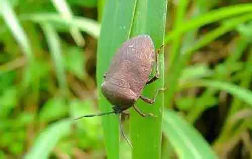 九香虫的生物学特性和养殖技术