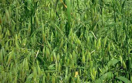 燕麦种植田间管理以及病害防治