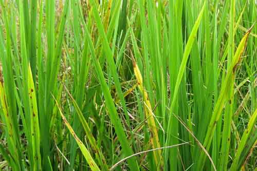 水稻种植发生黄叶的原因以及防治措施 水稻种植发生黄叶的原因以及防治措施
