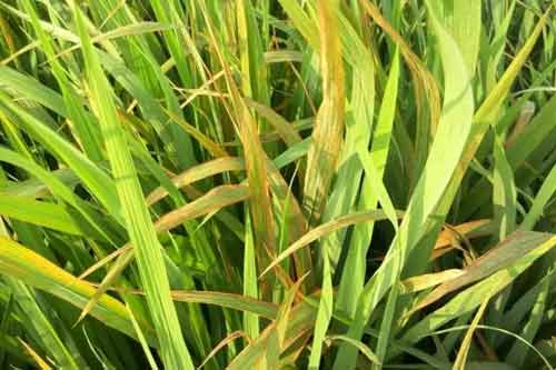 水稻种植发生黄叶的原因以及防治措施 水稻种植发生黄叶的原因以及防治措施
